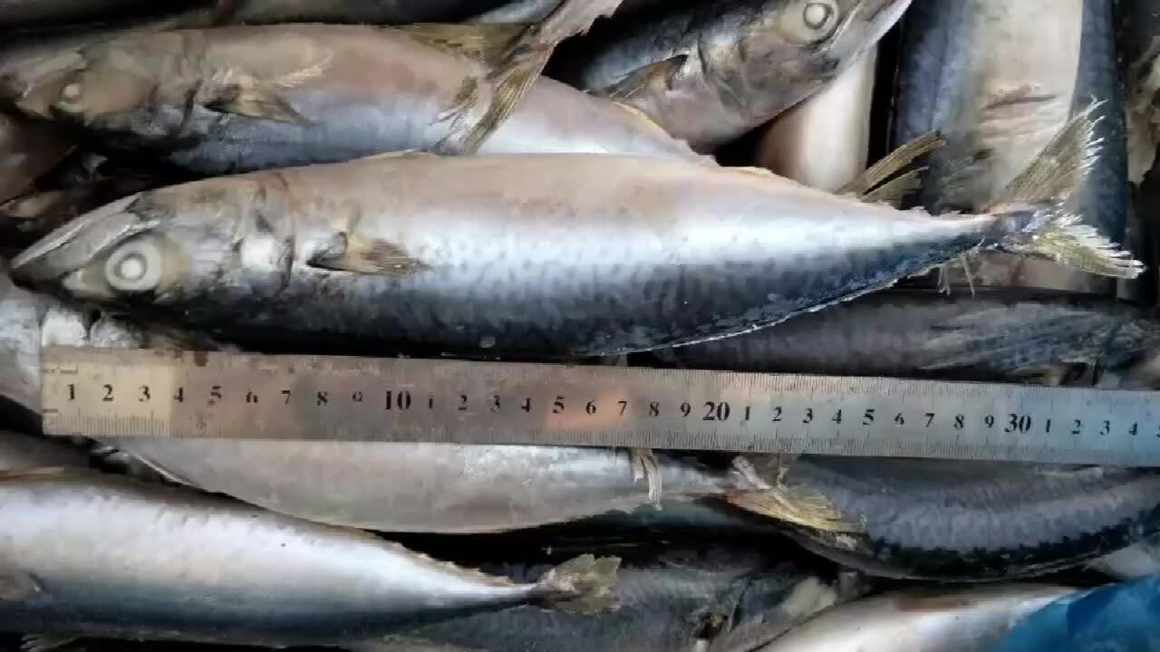 Good Quality Frozen Live Mackerel Buy Live Mackerel,Mackerel Frozen