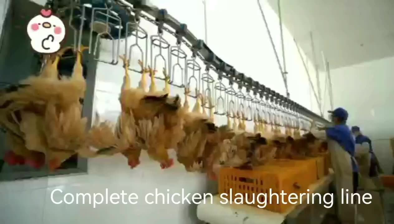 Halal Poultry Slaughter Equipment/chicken Slaughter Plant/chicken Slaughter Line Buy Chicken