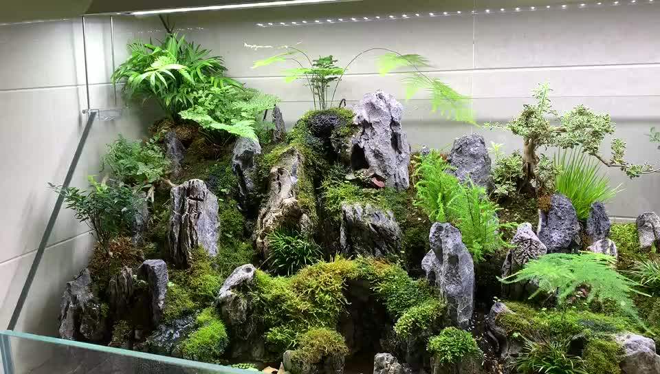 Decorative Black Dragon Qinglong Seiryu Aquarium Stone Rock Dragon