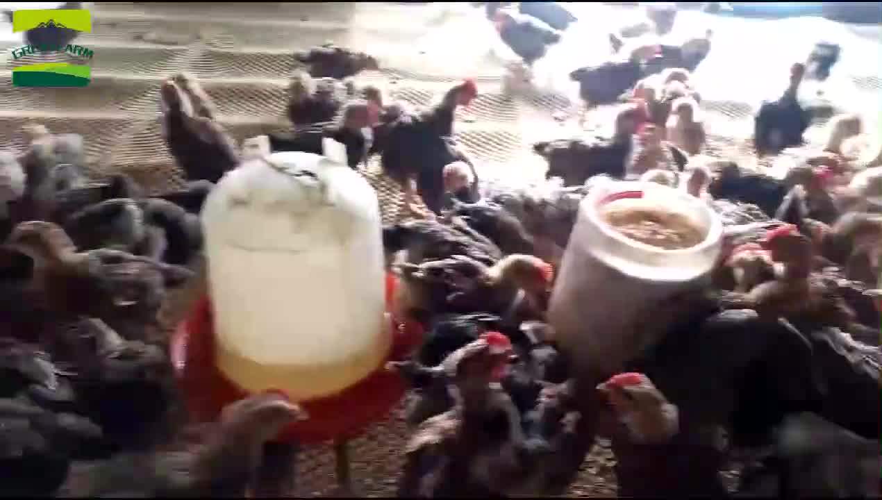 Automatic Poultry Feeder Plastic Chicken Feeder Tube For Chickens Tote