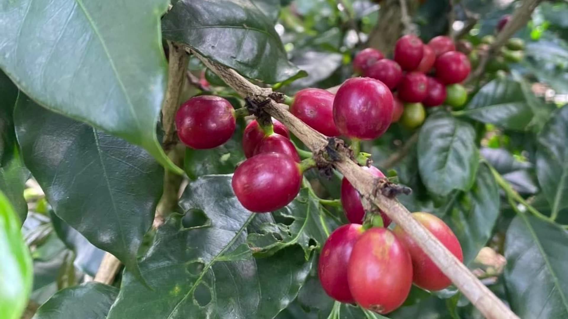 Raw Arabica Coffee Beans Wash Process Natural Flavor High Quality 18