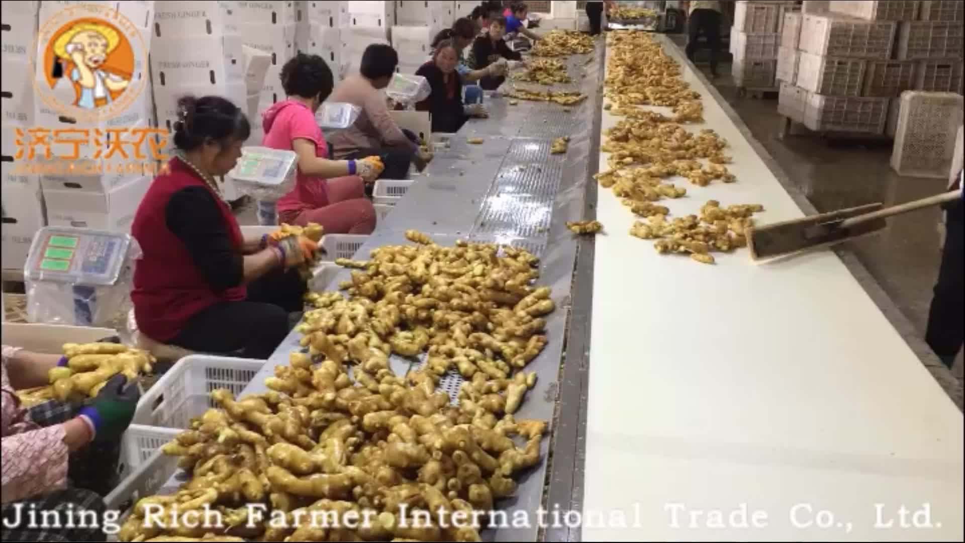 Chinese Mature Fat Ginger Price Buy Ginger,Fresh Ginger,Ginger Price