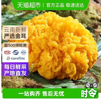 Yunnan fresh golden ear fungus specialty mushroom golden ear fungus