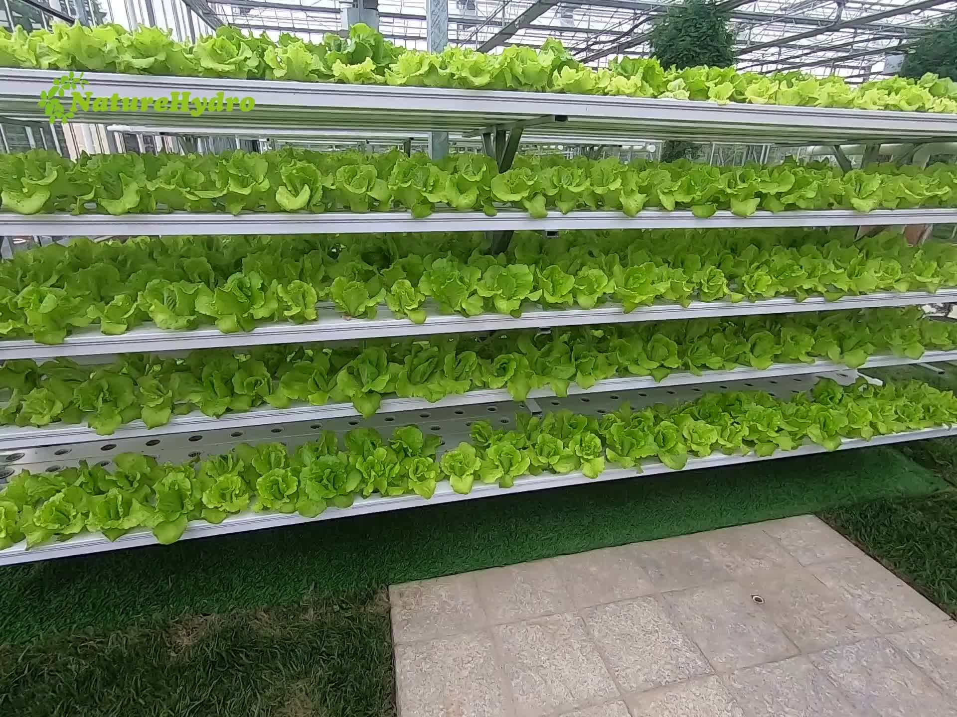 Commercial Nft Pvc Pipe Grow System Hydroponics Buy Nft Hydroponics