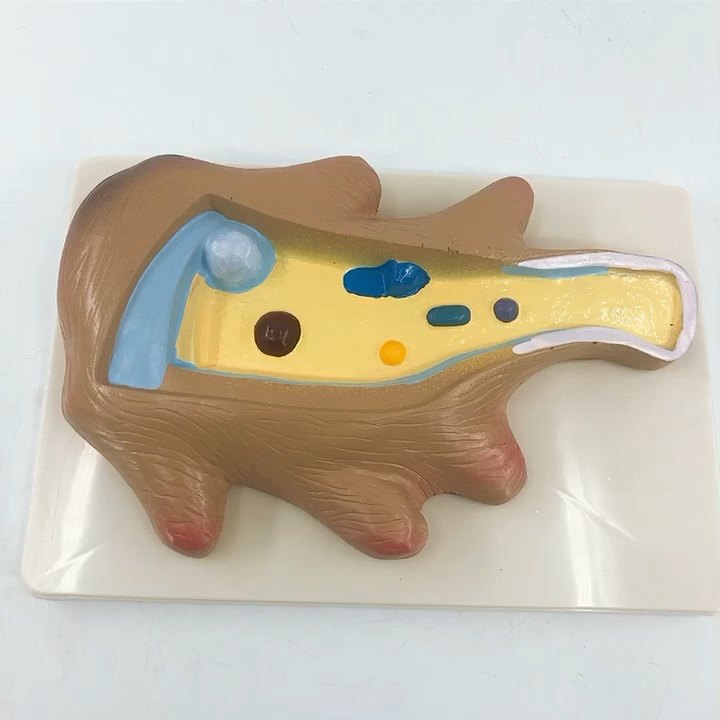 Enlarged Ameoba model for education equipment, View Biology model