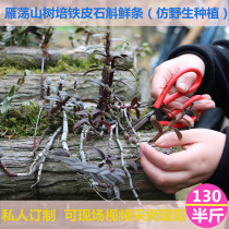 Zhejiang Yandang Mountain non-Yunnan open-air field planting dendrobium fresh strips