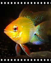  Tropical fish Ornamental fish Live short snapper Golden wave fish Blue wave fish Pikachu spherical fish wave fish wrapped round
