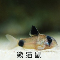  Entry-level rat Fish Panda rat fish Small Tropical fish Ornamental fish Bottom fish Garbage fish