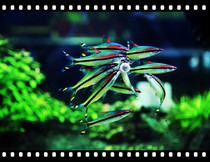  Yimei Taoist tropical ornamental fish Live fish tank Aquarium Red-eyebrow taoist grass tank group swimming fish