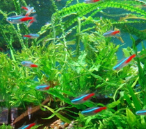  Tropical fish Fry Ornamental fish Entry-level varieties Traffic light fish Live grass tank fish phase Aquarium