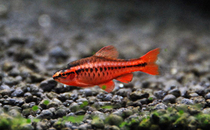 Tropical fish Ornamental fish live super red cherry lamp fish Red rose rose crucian carp grass tank fish swim
