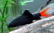  Ornamental Fish Red-tailed Black Shark Rainbow Shark Small fish Tropical Fish Ornamental fish Live fry Freshwater Scavenger