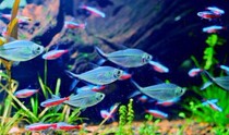 Big red hook black tail big hook rose pull flag lamp fish grass tank mixed tropical group swimming live fish