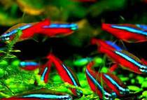  Imported tropical fish Ornamental fish Brazil Pauline lamp Red lotus lamp Small fish Freshwater ornamental fish Pet fish Grass tank fish