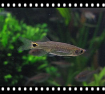  South American dragon beard lamp fish degreasing film tool fish Dragon beard lamp Hyacinth lamp Tropical ornamental grass tank fish Chongqing