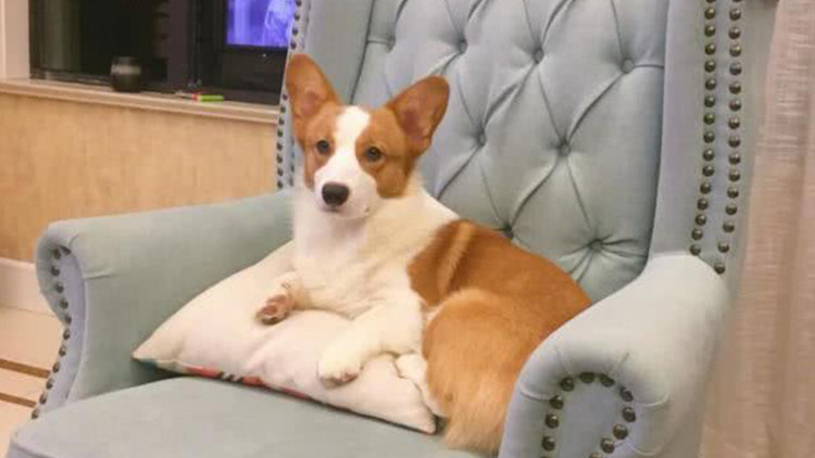 狗狗的發情這些需注意 一起了解這特殊期 淘寶海外