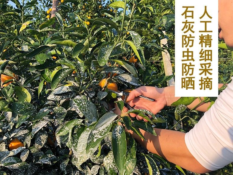 红豆薏米茶祛湿茶芡实调理