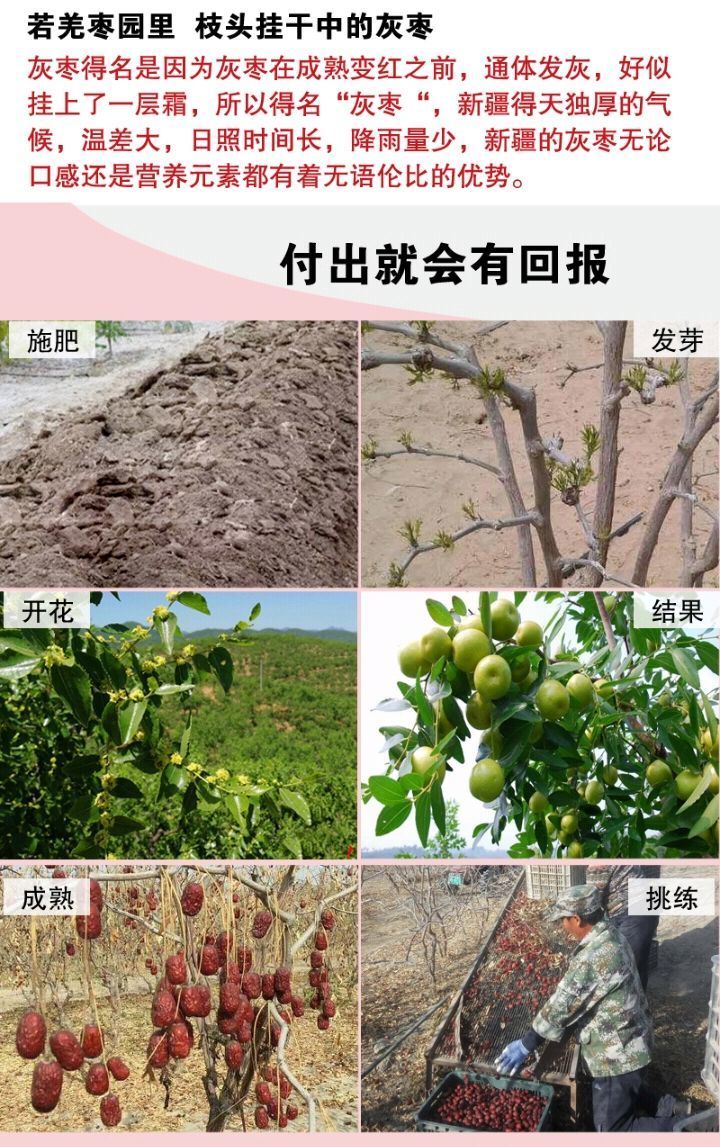 不若水/新枣新疆若羌红枣灰枣