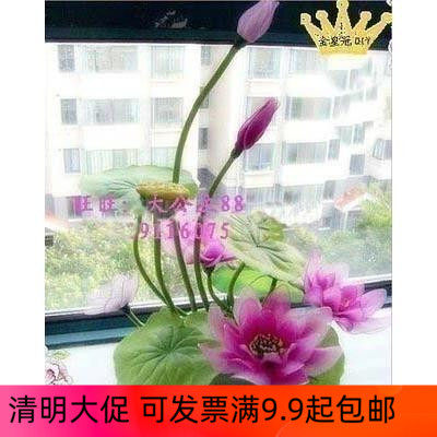 Lotus Material Pack East Hedge Flower Material Package Stocking Flower Material Package sends a variety of tutorials manual DIY