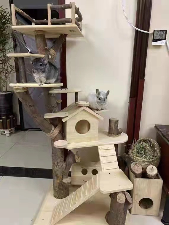 Large piece of apple wood branch tree pile dragon cat climbing frame grinding tooth whole tree raw material dragon cat squirrel eight teeth rat toy springboard stick