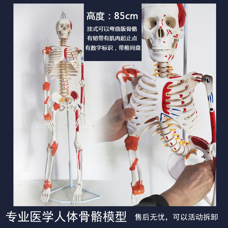 High-End Medical Full-Body Human Skeleton Model Pelvic Yoga Joint Movement Disassembly Anatomy Muscle Structure Skeleton