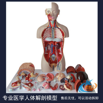 High-End Professional Medical System, Neural Structure, Viscera, Detachable Skeleton and Torso Teaching, Human Organ Anatomy Model