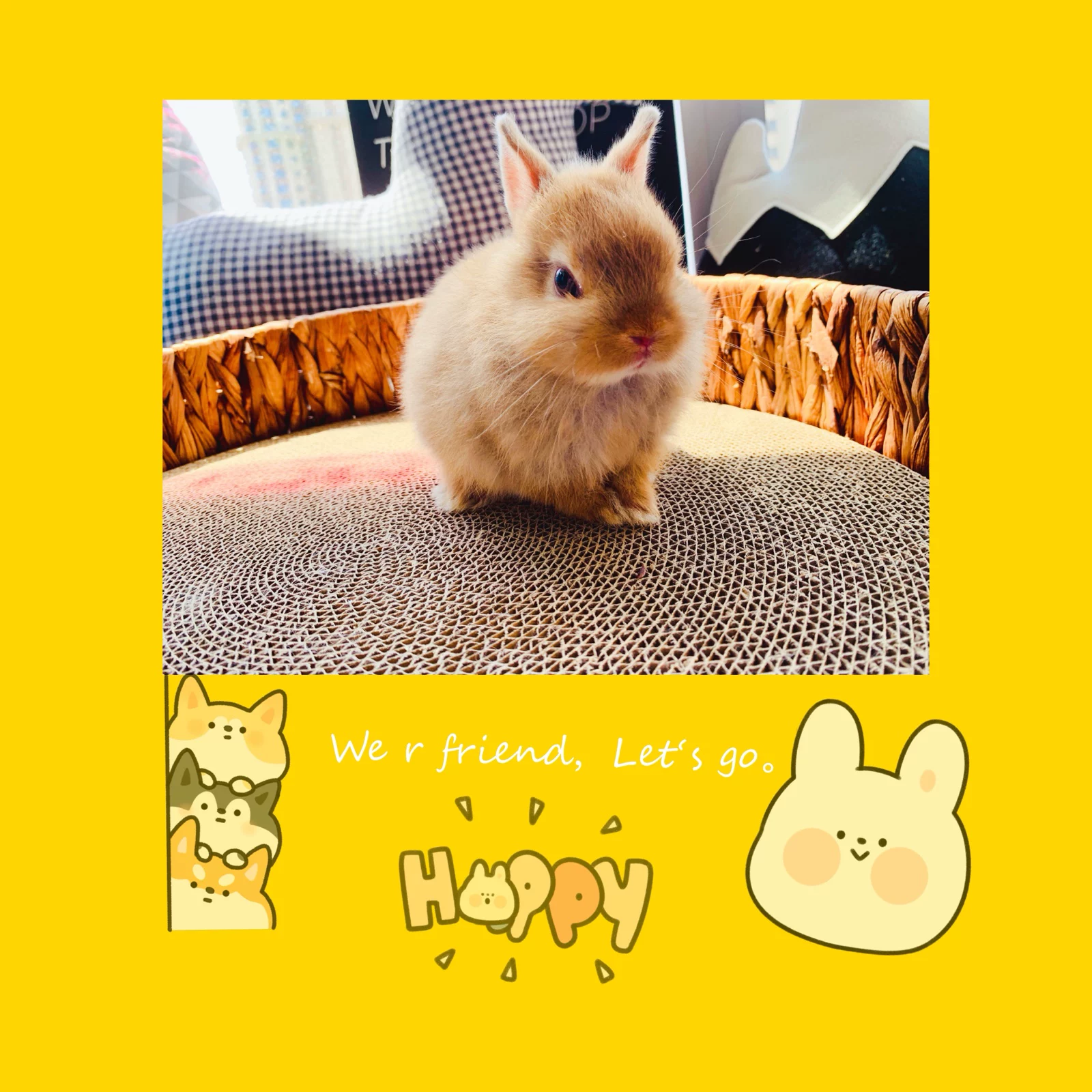 Bunny Dad's Home/Bulk Rabbit Pet Rabbit Live Rabbit/Cinnamon Dutch Dutch Breast Bunny Bunny Babble Beginning Bunny Rabbit