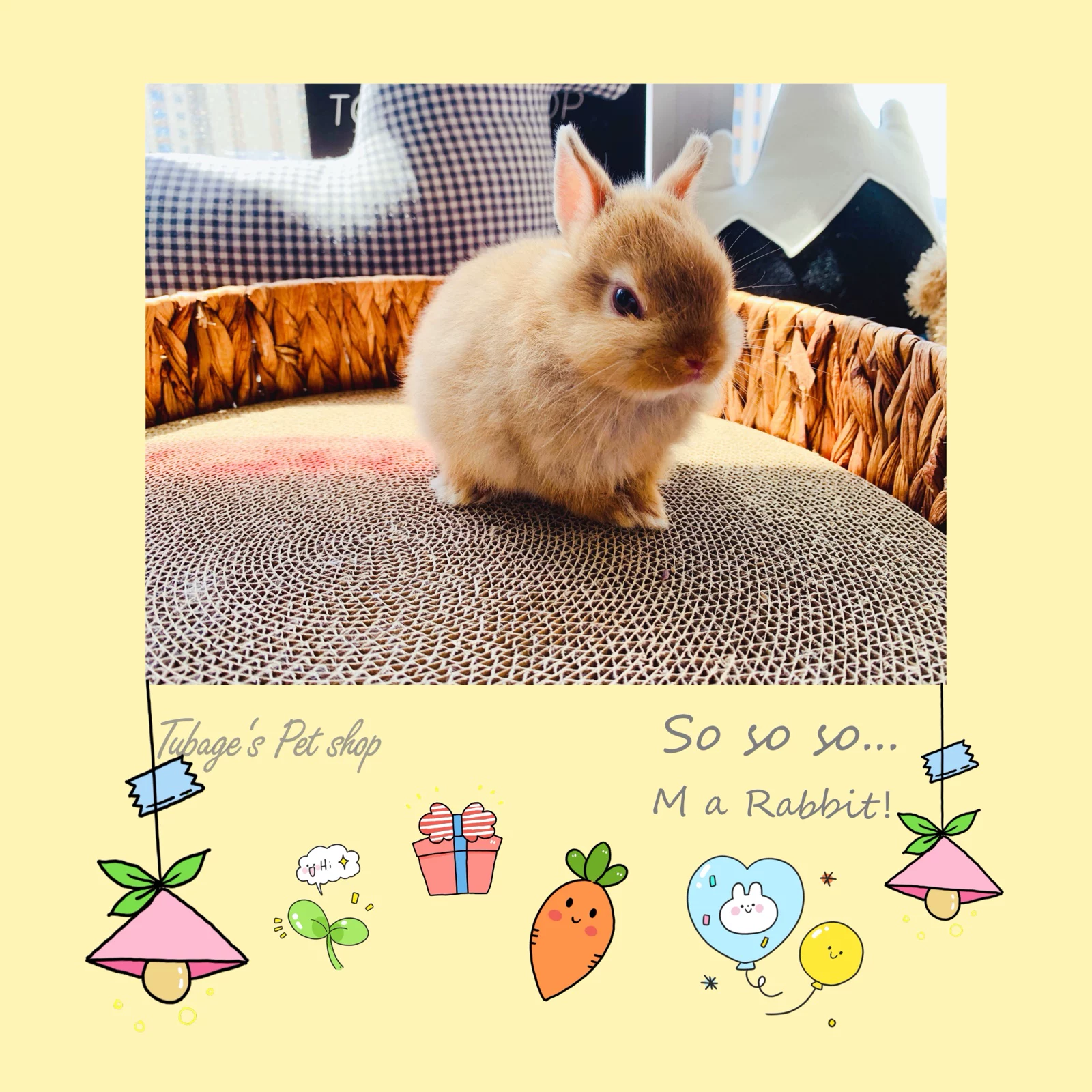 Bunny Dad's Home/Bulk Rabbit Pet Rabbit Live Rabbit/Cinnamon Dutch Dutch Breast Bunny Bunny Babble Beginning Bunny Rabbit