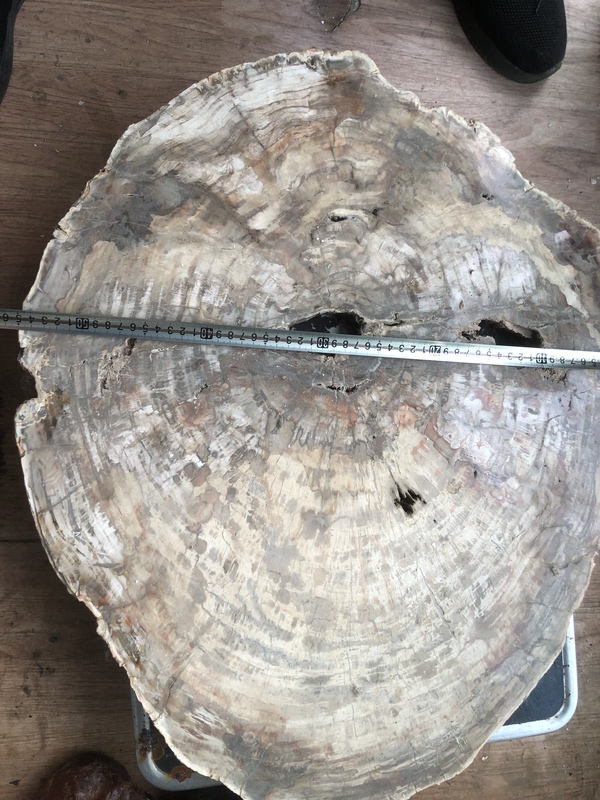 Natural Wood Fossil Slices, Siliconized Wood Fossil Tree Specimens, Desktop Ornaments 68X 56cm , 21kg