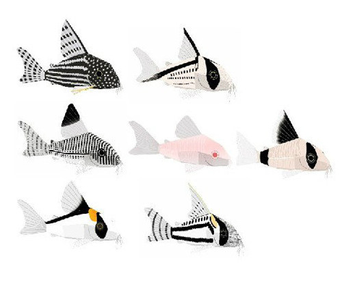 Freshwater Ornamental Fish South American Rat Fish 3d Solid Paper Model DIY Handmade Children Origami Puzzle Toys-Taobao