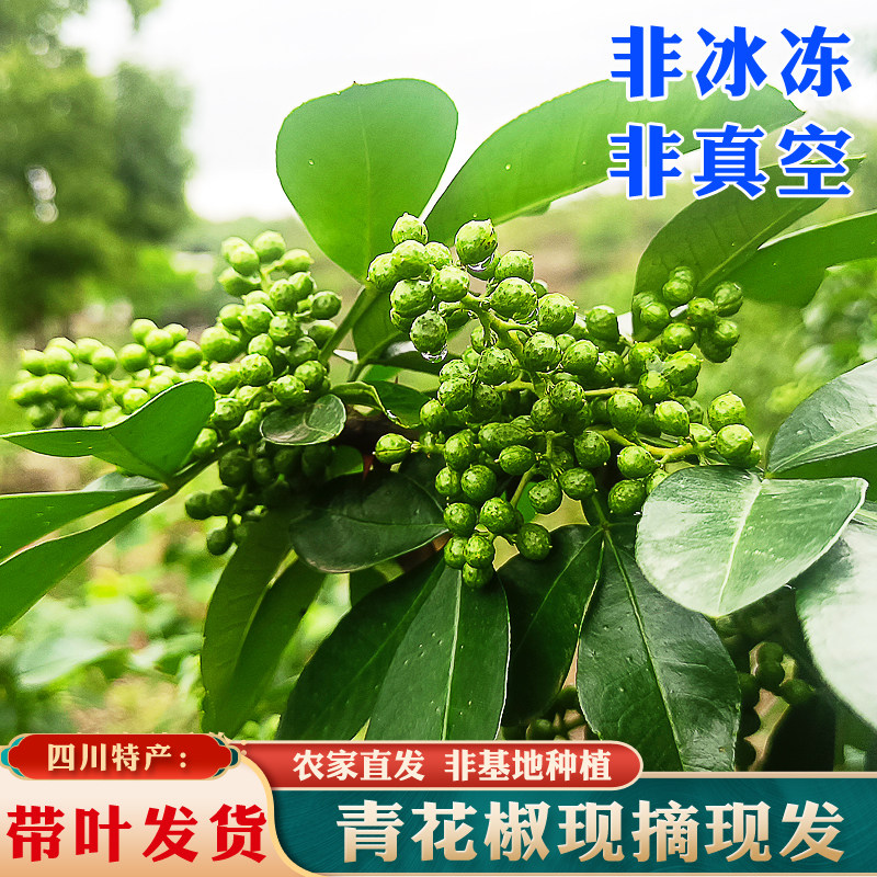 四川新鲜青花椒:麻辣鲜香,带叶发货,商用首选,汉源生藤椒,重庆江津湿绿麻椒-新鲜花椒-淘宝百科网