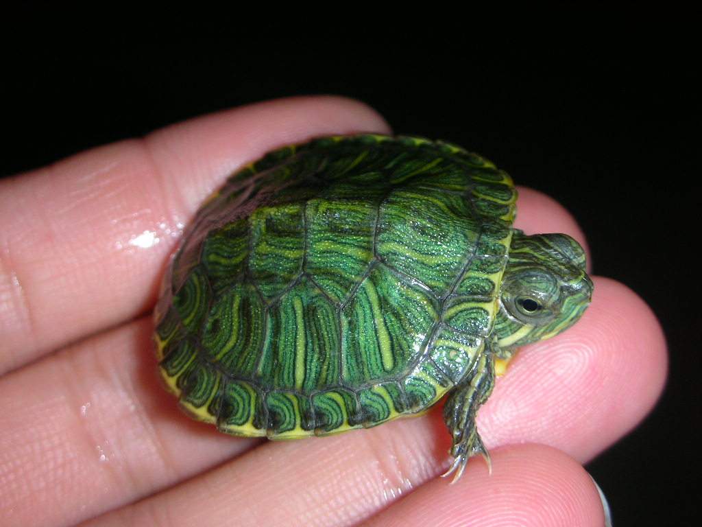 green turtle pet