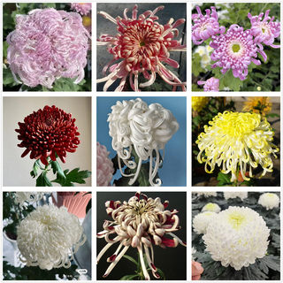 Traditional national chrysanthemum seedlings large flower chrysanthemum seedlings single chrysanthemum
