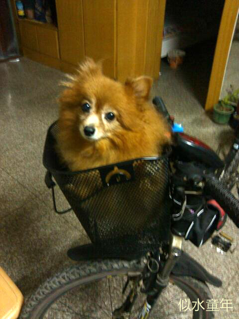 Panier pour vélo en métal - Ref 2269841 Image 21