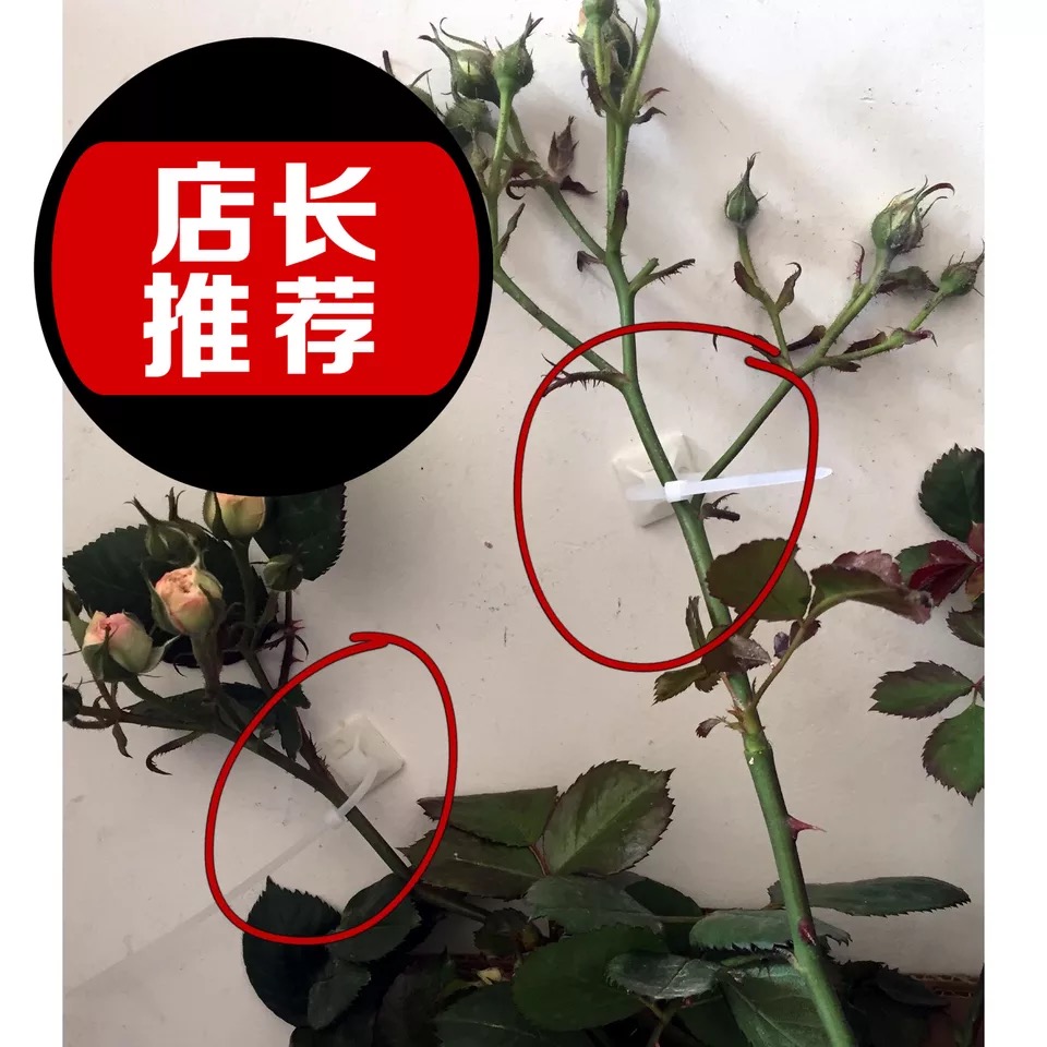 Tie wall nail self-adhesive fixed seat rattan climbing wall climbing fence fence fixed growth traction special