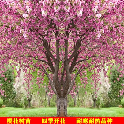 Green Miao wood cherry blossom sapling cherry blossoms Japanese cherry blossoms graft Morning cherry blossoms cherry blossoms Cherry Blossom All Season Blossom