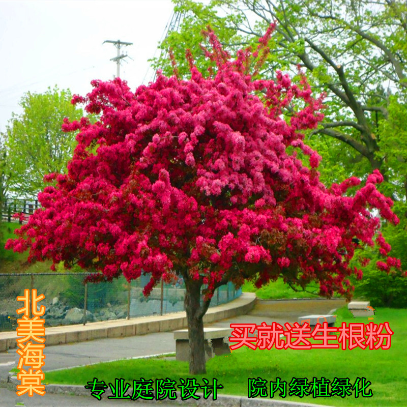 Beta - sapling - sized Haitang , West Beitang Pot - plant Flower Plant North American Benga Tree