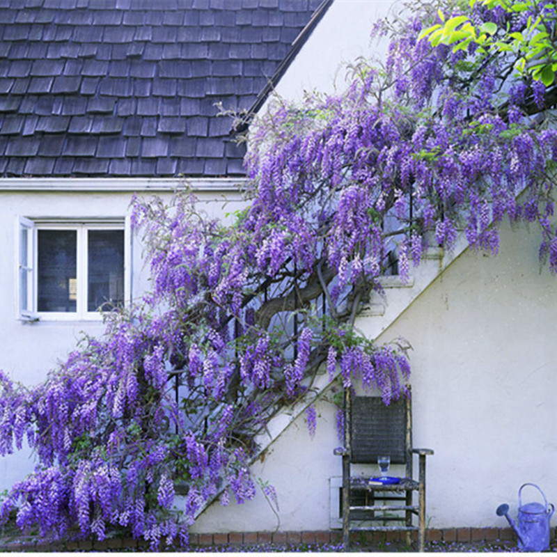 Garden wisteria saplings Indoor wisteria radish climbing vine plants Balcony wall four seasons potted climbing climbing flower seedlings