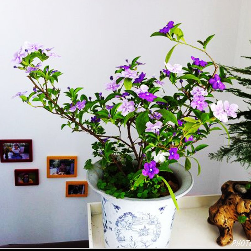 Office Balcony Potted Flowers Bicolor Color Jasmine Flowers and Flowers Jasmine Flowers and Jasmine Jasmine Flowers Bloom in the Four Seasons