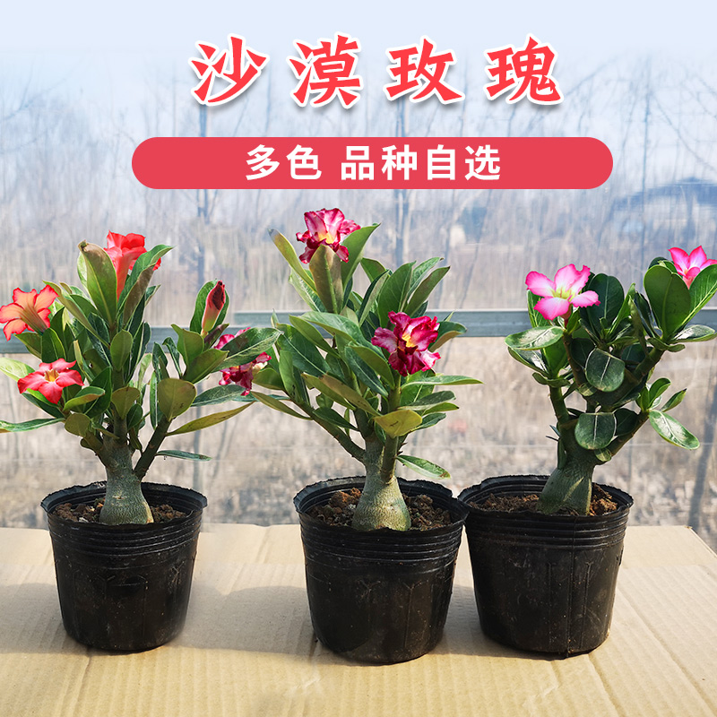 Retrove Desert Rose Pot with Flower Flower Desert Rose Seedle Flower Desert Rose Seedle