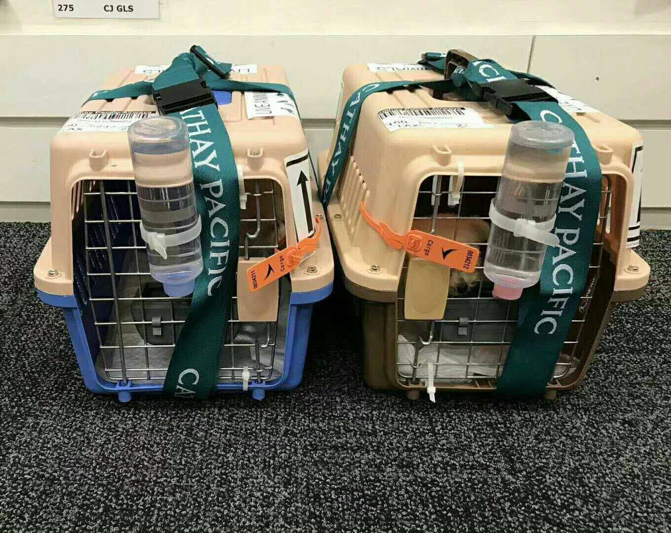Pets Entrusted to Travel Abroad Free Hong Kong Customs Clearance Entry International Transport Service Charge D' Affaires Documents Prepaid Deposit