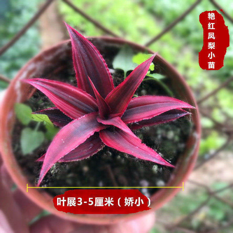 姬凤梨空气凤梨五彩积水凤梨懒人植物雨林缸生态水陆缸造景植物-阿里巴巴