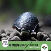 Black diamond snail Army cap snail living snail Algae removal brush cylinder quick removal of brown algae Algae removal ornamental snail 1012