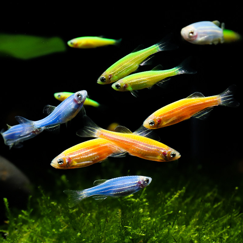 small ornamental fish