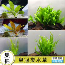 Crown Water Grass Episode Small Nine Crowns Red Denier Deer Antlers Iron Crown Willow Leaf Iron Crown Sloth rear view Water Grass