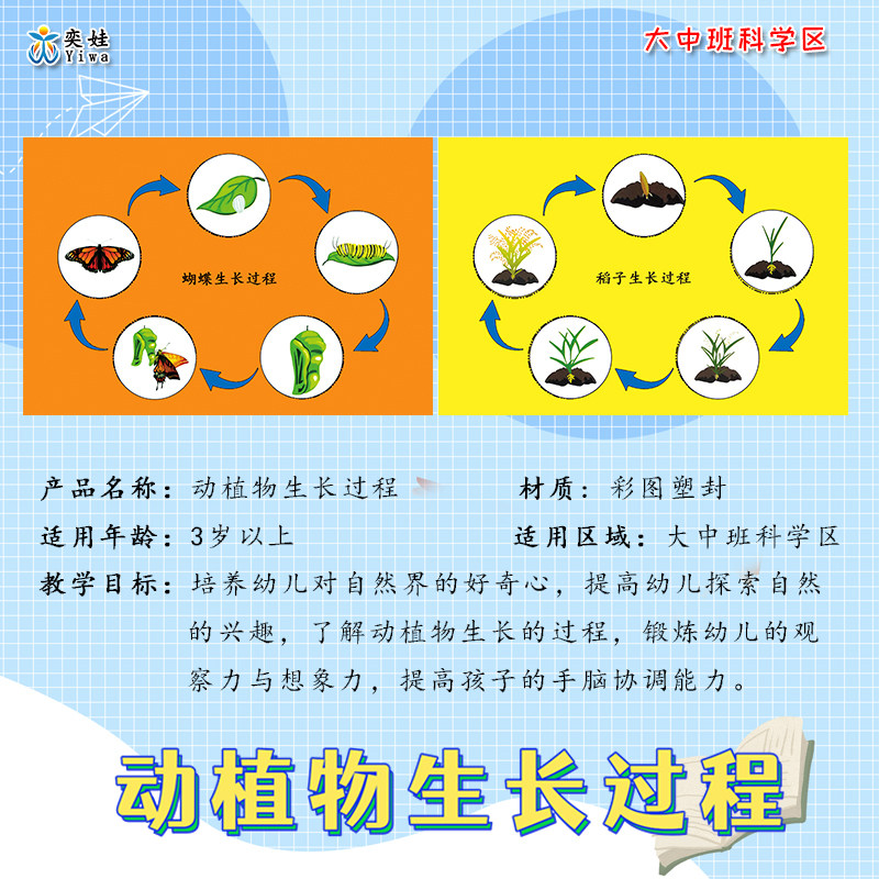 幼儿园中大班科学区动植物生长过程认识大自然区域区角材料投放