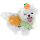 Maltese dog purebred double-blood Korean small body ultra-small Maltese puppy teacup dog Maltese pony