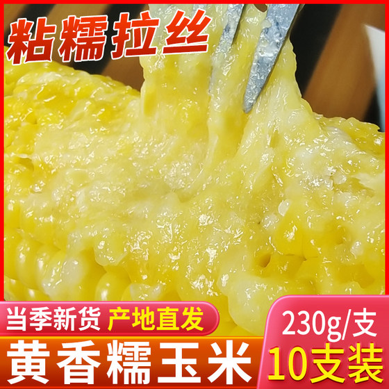 Fresh yellow fragrant waxy corn Northeast Heilongjiang farm specialty vacuum non-ready-to-eat 10 sticks sticky corn corn grains