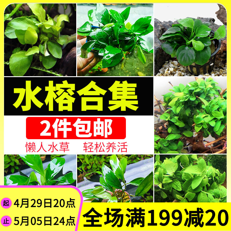 Fish tank sloth with view negative water grass money Denmark large leaf gold small mini mini water banyan sinkwood new hand plant