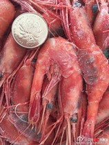 Real pig family big sweet shrimp Ultra-low temperature raw food Sweet shrimp Arctic sweet shrimp sashimi sushi Japanese food